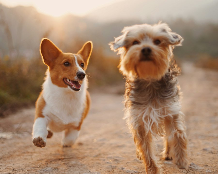 Two happy rescued dogs running together at sunset
