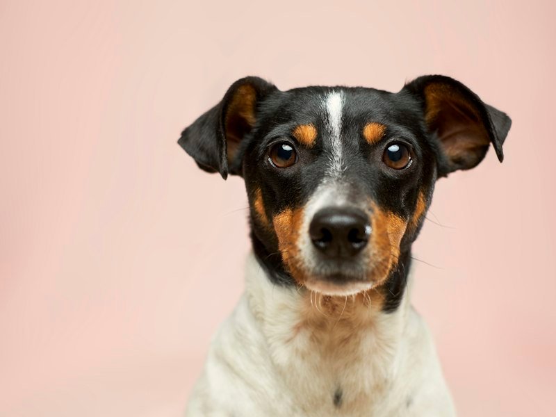 Bruno, Indie available for adoption