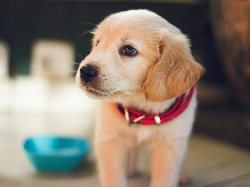 Laika, Golden mix available for adoption