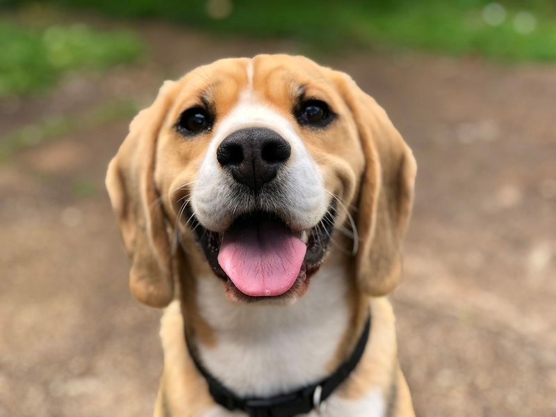Rocky, Indie available for adoption