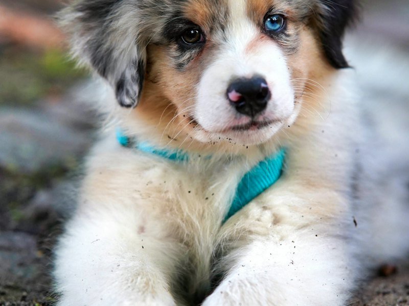 Simba, Shepherd mix available for adoption